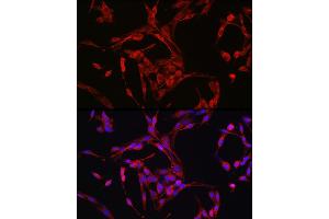 Immunofluorescence (IF) image for anti-Cyclin B1 (CCNB1) (C-Term) antibody (ABIN3022807)