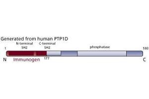 Image no. 3 for anti-Protein tyrosine Phosphatase, Non-Receptor Type 11 (PTPN11) (AA 1-177) antibody (ABIN968069) (PTPN11 抗体  (AA 1-177))