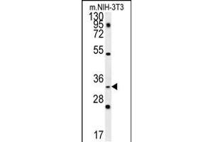 Western blot analysis in mouse NIH-3T3 cell line lysates (35ug/lane). (ENKUR 抗体  (AA 109-137))