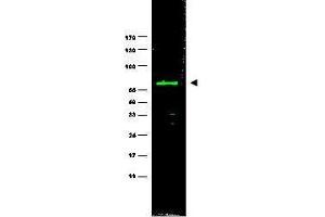 Western Blotting (WB) image for anti-Neural Precursor Cell Expressed, Developmentally Down-Regulated 9 (NEDD9) (AA 82-398) antibody (ABIN129518)