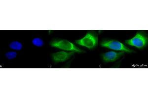 Immunocytochemistry/Immunofluorescence analysis using Mouse Anti-Hsp47 Monoclonal Antibody, Clone 1C4-1A6 . (SERPINH1 抗体  (FITC))