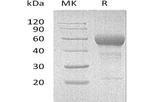 Western Blotting (WB) image for TNF Receptor Superfamily, Member 6 (FAS) protein (Fc Tag) (ABIN7320851)