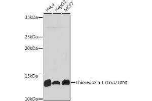 Western blot analysis of extracts of various cell lines, using Thioredoxin 1 (Trx1/TXN) Rabbit mAb (ABIN1679926, ABIN3018425, ABIN3018426 and ABIN7101611) at 1:1000 dilution. (TXN 抗体)
