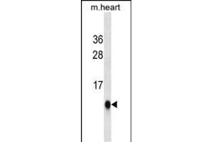 UBL5 Antibody ABIN1539867 western blot analysis in mouse heart tissue lysates (35 μg/lane). (UBL5 抗体)