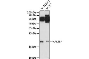 Western blot analysis of extracts of various cell lines, using ARL2BP antibody (ABIN6292618) at 1:1000 dilution. (ARL2BP 抗体)