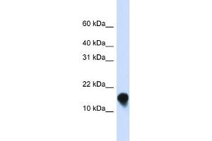 WB Suggested Anti-FXYD1 Antibody Titration:  0. (FXYD1 抗体  (N-Term))