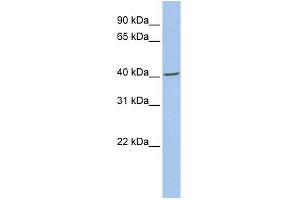 WB Suggested Anti-FMOD Antibody Titration: 0. (Fibromodulin 抗体  (N-Term))