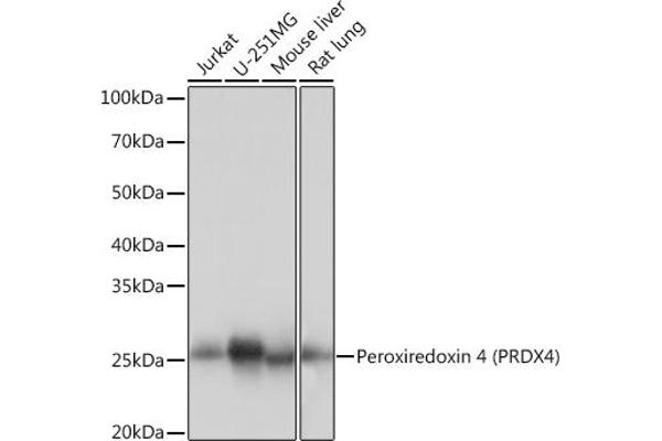 Peroxiredoxin 4 抗体