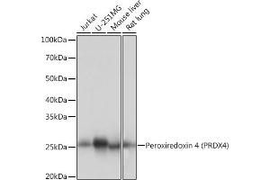 Western blot analysis of extracts of various cell lines, using Peroxiredoxin 4 (PRDX4) (PRDX4) Rabbit mAb (ABIN7269238) at 1:1000 dilution. (Peroxiredoxin 4 抗体)