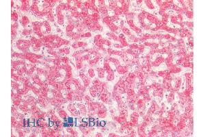 ABIN5539723 (5µg/ml) staining of paraffin embedded Human Liver. (FGA 抗体  (Internal Region))