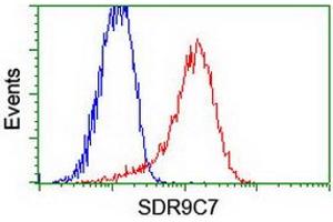 Image no. 2 for anti-Short Chain Dehydrogenase/reductase Family 9C, Member 7 (SDR9C7) (AA 1-313) antibody (ABIN1490738) (SDR9C7 抗体  (AA 1-313))