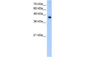WB Suggested Anti-ACADL Antibody Titration:  0. (ACADL 抗体  (N-Term))