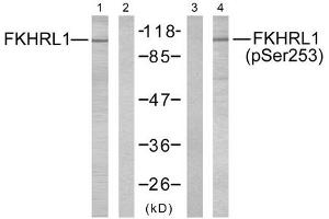 Western blot analysis of extracts from NIH/3T3 cells using FKHRL1 (Ab-253) antibody (Lane 1 and 2) and FKHRL1 (phospho-Ser253) antibody (Lane 3 and 4).
