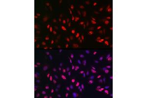 Immunofluorescence analysis of U2OS cells using KDM3A Rabbit pAb (ABIN6134725, ABIN6142790, ABIN6142791 and ABIN6215526) at dilution of 1:150 (40x lens). (KDM3A 抗体  (AA 350-450))