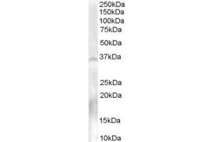 ABIN185370 (0. (Nanos Homolog 1 抗体  (C-Term))