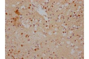 IHC image of ABIN7156707 diluted at 1:500 and staining in paraffin-embedded human brain tissue performed on a Leica BondTM system. (IFRD1 抗体  (AA 1-200))