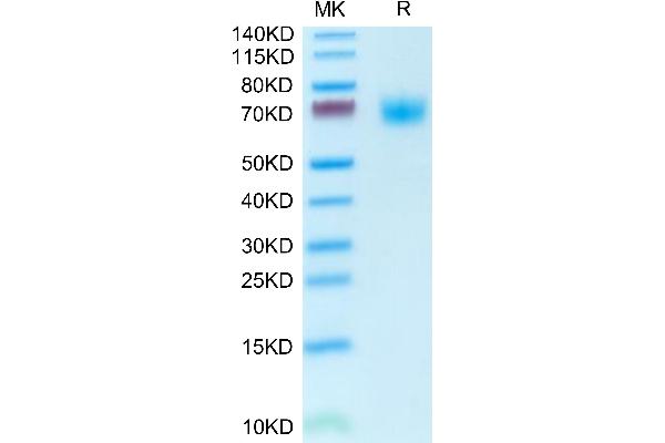 Phospholipase D4 Protein (PLD4) (AA 58-503) (His tag)