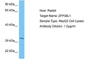 Host: Rabbit Target Name: ZFP36L1 Sample Tissue: Human HepG2 Whole Cell Antibody Dilution: 1ug/ml (ZFP36L1 抗体  (N-Term))