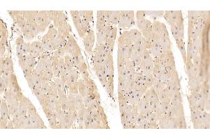 Detection of ADPN in Porcine Cardiac Muscle Tissue using Monoclonal Antibody to Adiponectin (ADPN) (ADIPOQ 抗体  (AA 18-243))