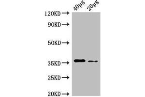 Western Blot Positive WB detected in: Rosseta bacteria lysate at 40 μg, 20 μg All lanes: dcyD antibody at 0. (DcyD 抗体  (AA 2-328) (Biotin))
