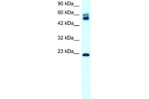 WB Suggested Anti-CLDN8 Antibody Titration:  0.