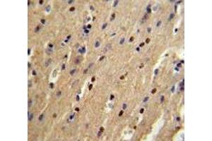 p73 antibody IHC analysis in formalin fixed and paraffin embedded mouse brain. (Tumor Protein p73 抗体  (AA 288-317))