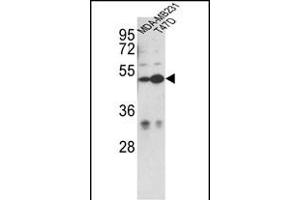 Western blot analysis of CEP55 Antibody (N-term) (ABIN652526 and ABIN2842354) in MDA-M, T47D cell line lysates (35 μg/lane). (CEP55 抗体  (N-Term))