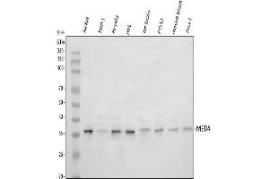 anti-Mediator Complex Subunit 4 (MED4) (AA 27-140) antibody