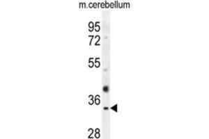 Western Blotting (WB) image for anti-Olfactory Receptor, Family 51, Subfamily I, Member 1 (OR51I1) antibody (ABIN2995744) (OR51I1 抗体)