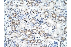 LSM2 antibody was used for immunohistochemistry at a concentration of 4-8 ug/ml to stain Epithelial cells of renal tubule (arrows) in Human Kidney. (LSM2 抗体)