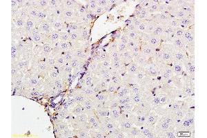 Formalin-fixed and paraffin embedded rat liver tissue labeled with Anti-CXCL13 Polyclonal Antibody, Unconjugated  at 1:200 followed by conjugation to the secondary antibody and DAB staining (CXCL13 抗体  (AA 23-109))