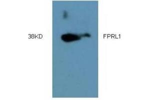 Western Blotting (WB) image for anti-Formyl Peptide Receptor 2 (FPR2) (AA 181-192) antibody (ABIN452645) (FPR2 抗体  (AA 181-192))