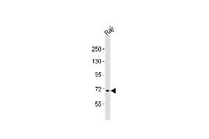 Anti-FBXW7 Antibody (N-term)at 1:2000 dilution + Raji whole cell lysates Lysates/proteins at 20 μg per lane. (FBXW7 抗体  (N-Term))
