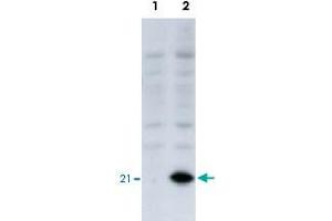 Identification of the EID1 protein by EID1 monoclonal antibody, clone #2  by western blotteing. (EID1 抗体  (AA 1-19))