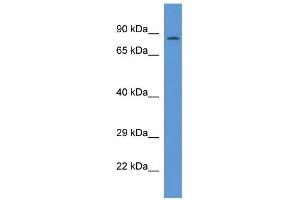 Western Blot showing PPP1R15B antibody used at a concentration of 1 ug/ml against THP-1 Cell Lysate (PPP1R15B 抗体  (C-Term))