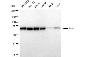 Western blotting analysis using Raf1 antibody (ABIN7800800). (Recombinant RAF1 抗体)