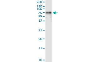 Immunoprecipitation (IP) image for anti-Protein Phosphatase 5, Catalytic Subunit (PPP5C) (AA 1-499) antibody (ABIN948306)