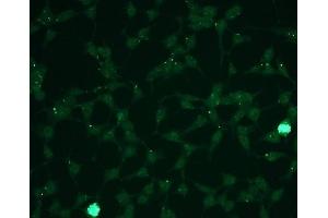 Immunofluorescence (IF) image for anti-Mitogen-Activated Protein Kinase 1/3 (MAPK1/3) (phosphospecific) antibody (ABIN870326) (ERK1/2 抗体  (phosphospecific))