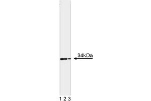 Western blot analysis of Cdk1 on a HeLa cell lysate. (CDK1 抗体  (AA 283-297))