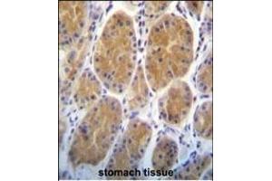 RS2 Antibody (Center) (ABIN391806 and ABIN2837974) immunohistochemistry analysis in formalin fixed and paraffin embedded human stomach tissue followed by peroxidase conjugation of the secondary antibody and DAB staining. (AARS2 抗体  (AA 366-394))