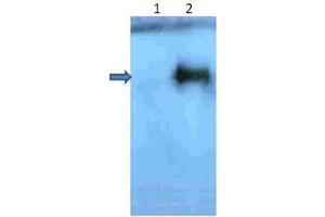 Western Blotting (WB) image for anti-Amyloid beta (A4) Precursor Protein (APP) (N-Term) antibody (ABIN1607881)
