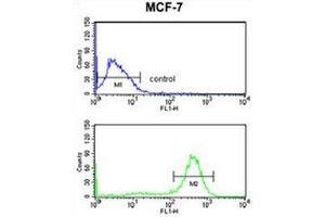 Flow cytometry analysis of MCF-7 cells (bottom histogram) compared to a negative control cell (top histogram) using Chondroitin sulfate synthase 2  Antibody , followed by FITC-conjugated goat-anti-rabbit secondary antibodies. (CHPF 抗体  (Middle Region))