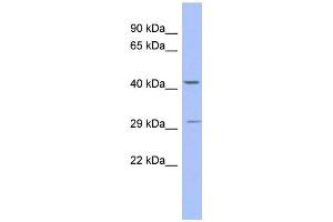 WB Suggested Anti-ZNF575 Antibody Titration:  0. (ZNF575 抗体  (N-Term))