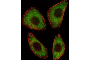Fluorescent image of A549 cell stained with TCF25 Antibody (N-term). (TCF25 抗体  (N-Term))