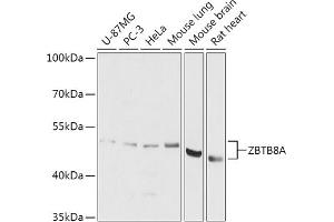 Western blot analysis of extracts of various cell lines, using ZBTB8A antibody (ABIN7271440) at 1:1000 dilution. (ZBTB8A 抗体  (AA 200-400))
