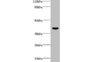 Western blot All lanes: SETD7 antibody at 4 μg/mL + MCF-7 whole cell lysate Secondary Goat polyclonal to rabbit IgG at 1/10000 dilution Predicted band size: 41 kDa Observed band size: 41 kDa