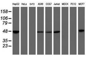 Image no. 2 for anti-Mitochondrial Ribosomal Protein S27 (MRPS27) (AA 151-414) antibody (ABIN1490965) (MRPS27 抗体  (AA 151-414))