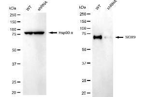 Western blotting analysis using SOX9 antibody (ABIN7800973).