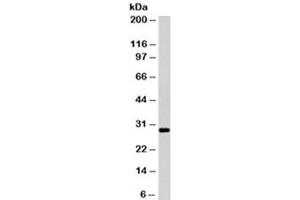 Western blot testing of Ramos cell lysate with HLA-DRB1 antibody (clone LN3). (HLA-DRB1 抗体)