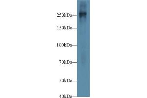Western Blot; Sample: Mouse Placenta lysate; Primary Ab: 1µg/ml Rabbit Anti-Mouse FN Antibody Second Ab: 0. (Fibronectin 抗体  (AA 2117-2236))